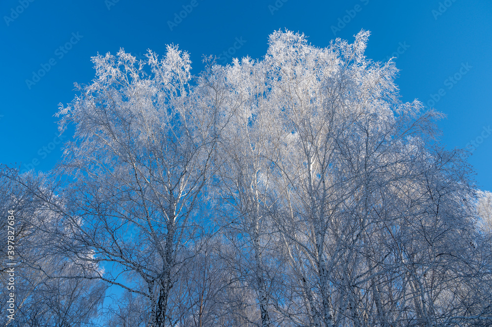 snow covered trees