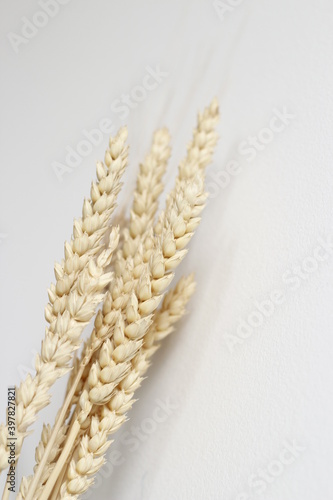 wheat ear