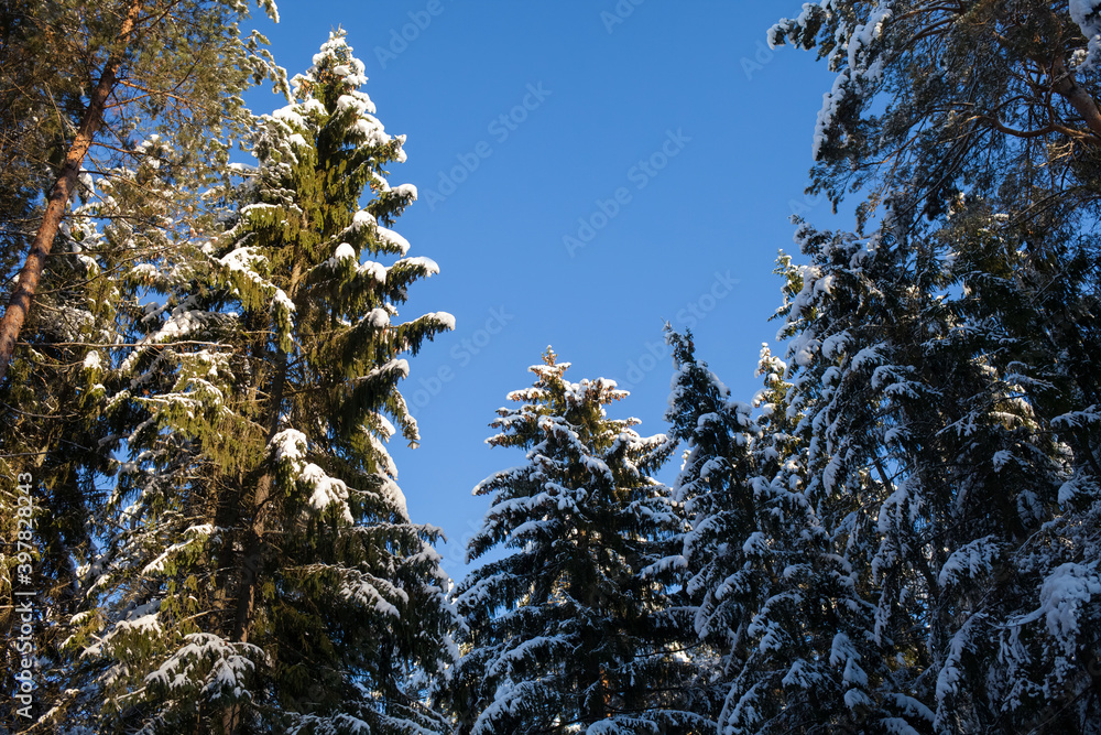 beautiful pine trees in the snow background beautiful pine trees in the snow background