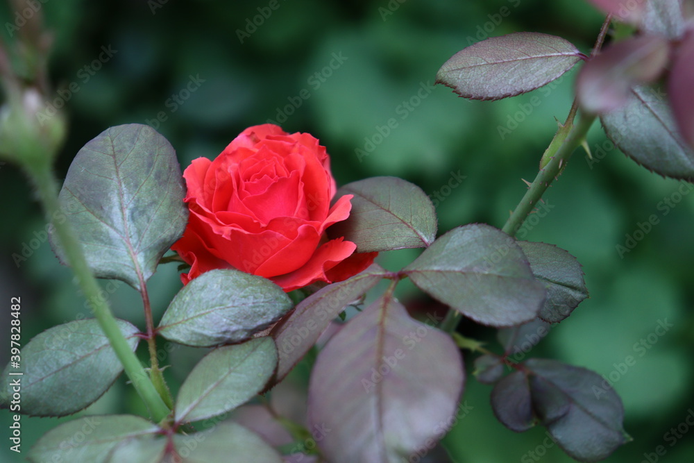 Beautiful red rose flower in a green garden
Beautiful red rose flower in a green garden