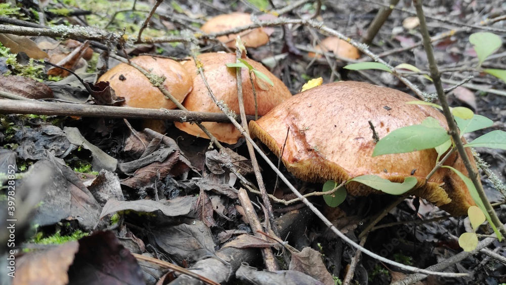 Fototapeta premium mushrooms in the forest