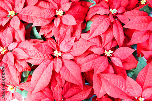 Bright red poinsettia plant  houseplant for the Christmas season. Christmas traditional red flower full of Christmas seasonal flowers and plants in a garden shop. banner size