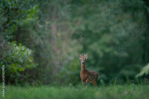rencontre dans la forêt © Jeremy