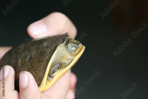 cute little terrapin in nice blur background cute baby turtle wildlife photography photo