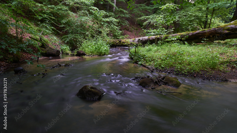 Obraz premium The river and streams flowing slowly in deep green forest, ravine and tall trees