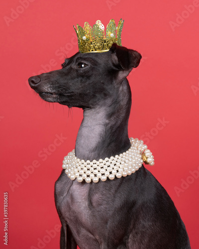 Quadro su tela Italian greyhound dog with a pearl collar and a gold crown against a red backgro