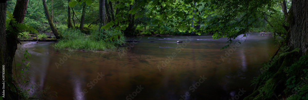 The river and streams flowing slowly in deep green forest, ravine and tall trees The river and streams flowing slowly in deep green forest, ravine and tall trees