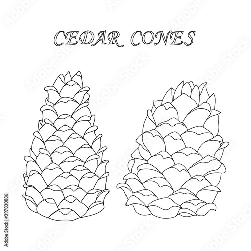 Two outline cedar cones in a cartoon style. Nature design element. Hand drawing cone. Vector illustration of pine cones. Coloring book.