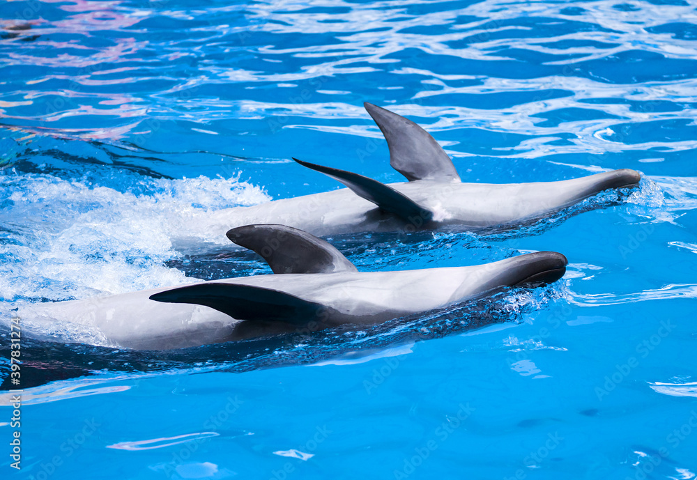 Fototapeta premium dolphins, swimming, marine animals