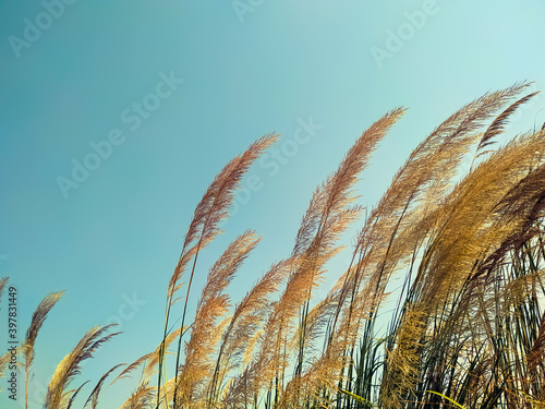 Ravenna Grass - Saccharum ravennae - ornamental grass on sky background

 photo