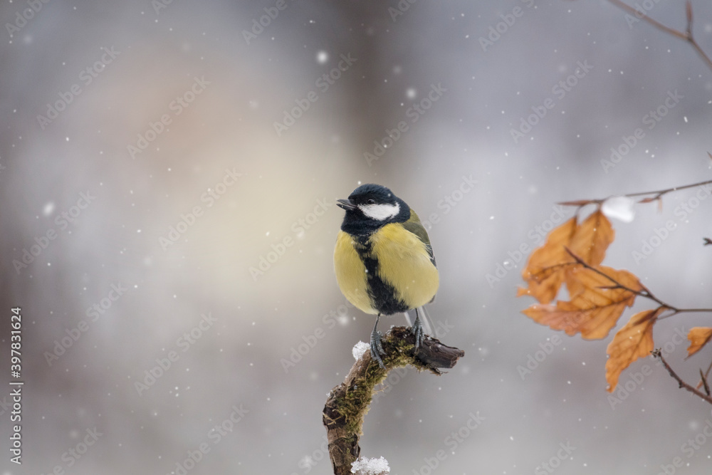 Great tit (Parus major) perched on a larch branch during snowfall, Italy.