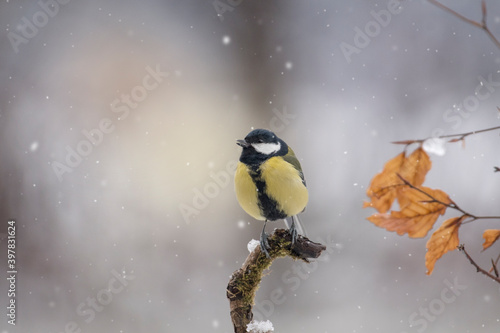 Obraz na płótnie Great tit (Parus major) perched on a larch branch during snowfall, Italy. w salonie