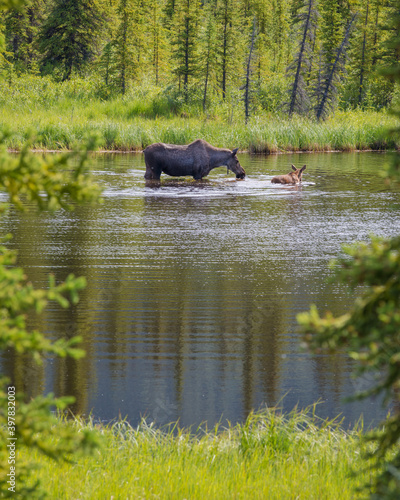 Mother moose with her calf in an Alaskan lake photo