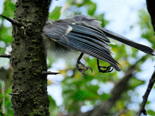 Resztki po sikorze modrej (Cyanistes caeruleus) zostały umieszczone na kolcach drzewa, jest to robota Dzierzby (Laniidae)