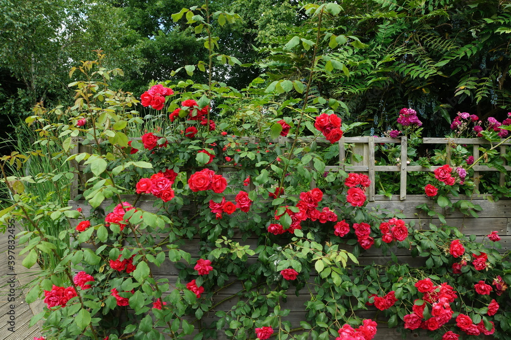 Red roses growing in Capel Manor Gardens