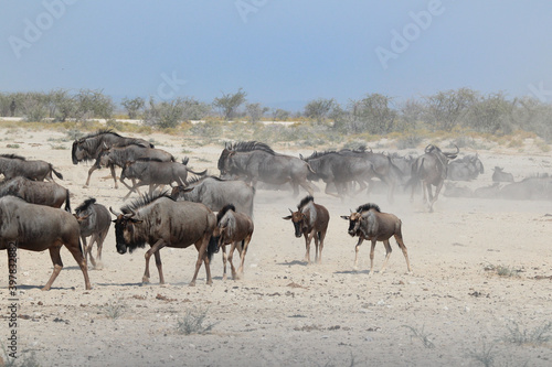 Dusty situation with a herd of gnoe moving around in Etosha National Park, Namibia © Marieke