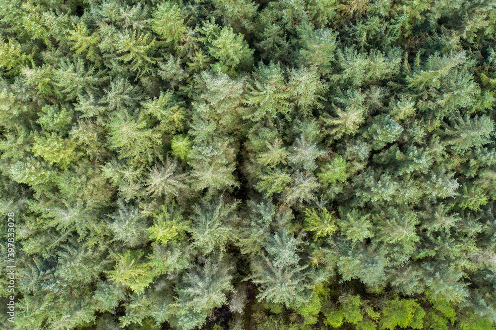 Portglenone Forest with aerial views
Portglenone Forest with aerial views