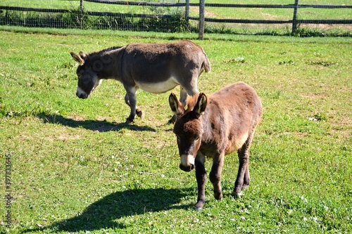 donkey in field