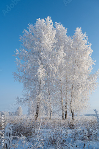 snow covered trees © Сергей Черкашин