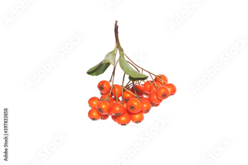 mountain ash isolated on white background