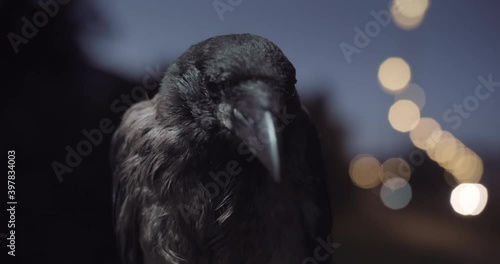 Close up shot with a black crow in the night city