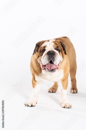 The English Bulldog is a purebred dog with a pedigree. The breed of dog belongs to the moloss group, bred in the 18th century in England.