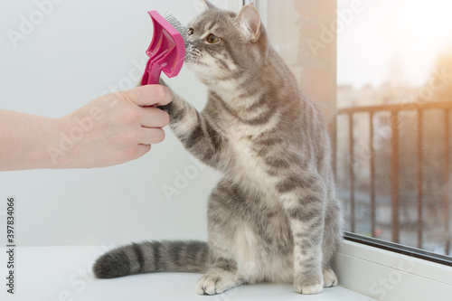 a gray tabby cat sits by the window and sniffs a brush or comb that a human hand holds out. Preparation for leaving, combing, familiarization. Horizontal photo.