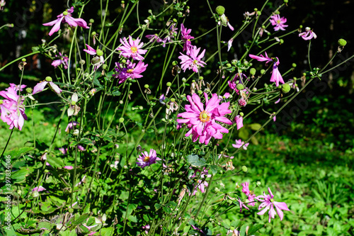 Wallpaper Mural Many delicate fresh pink flowers of Anemone hupehensis plant, known as Prinz Heinrich Chinese or Japanese anemone, thimbleweed or windflower in a sunny spring garden, floral background. Torontodigital.ca