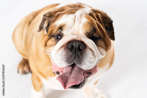 Close-up view of a spotted dog. The English Bulldog is a purebred dog with a pedigree. The breed of dog belongs to the moloss group, bred in the 18th century in England.