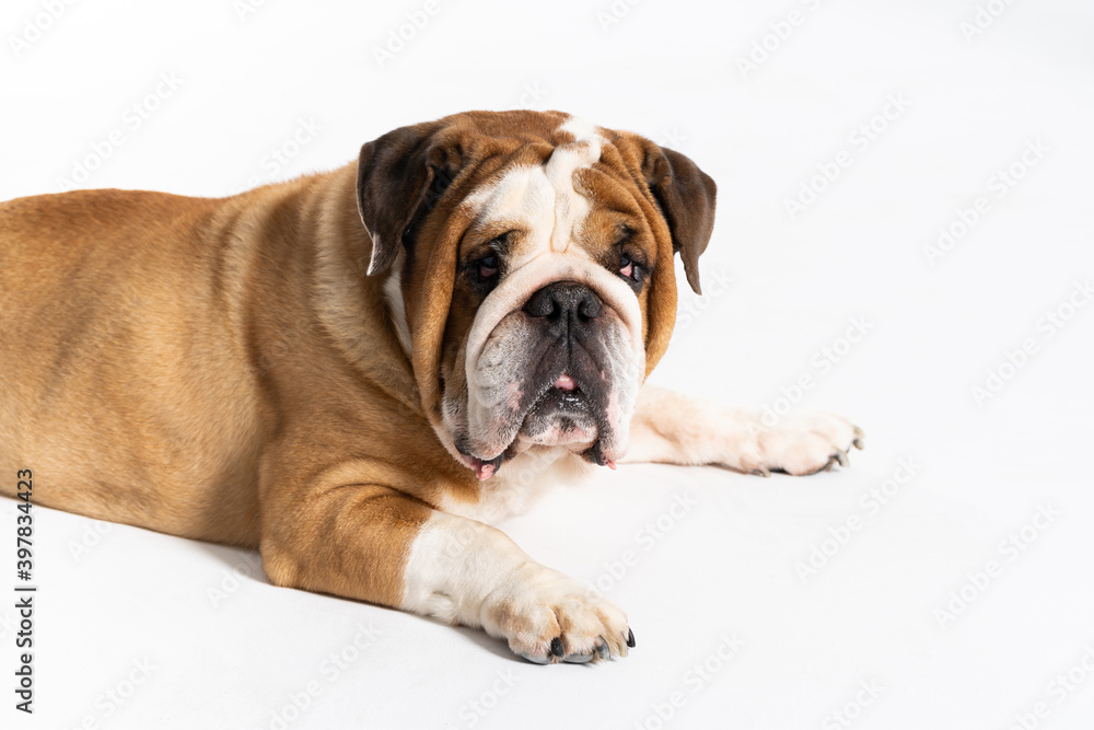 An English Bulldog is lying down with its mouth closed on a white background. The English Bulldog is a purebred dog with a pedigree. The breed of dog belongs to the moloss group.