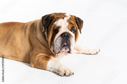An English Bulldog is lying down with its mouth closed on a white background. The English Bulldog is a purebred dog with a pedigree. The breed of dog belongs to the moloss group. © fotodrobik