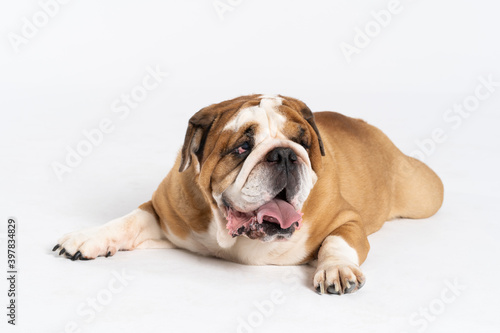 An English Bulldog is lying with its mouth open on a white background. The English Bulldog is a purebred dog with a pedigree. The breed of dog belongs to the moloss group. © fotodrobik