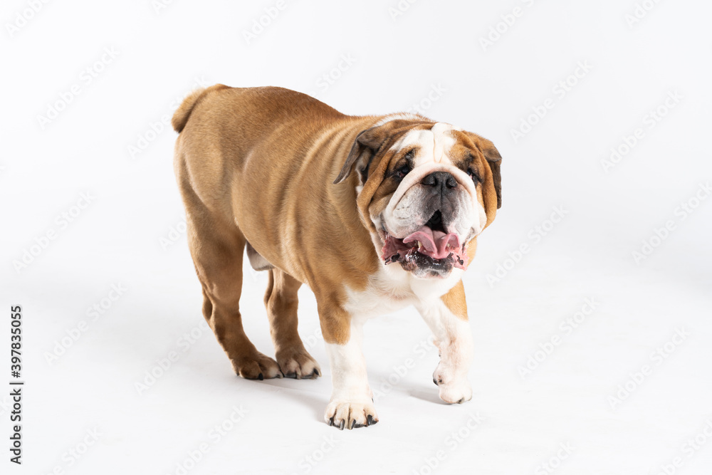 The English Bulldog is a purebred dog with a pedigree. The breed of dog belongs to the moloss group, bred in the 18th century in England. The English Bulldog is a purebred dog with a pedigree. The breed of dog belongs to the moloss group, bred in the 18th century in England.