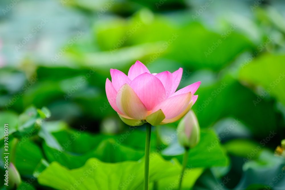 Delicate vivid pink and white water lily flowers (Nymphaeaceae) in full bloom and green leaves on a water surface in a summer garden, beautiful outdoor floral background photographed with soft focus. Delicate vivid pink and white water lily flowers (Nymphaeaceae) in full bloom and green leaves on a water surface in a summer garden, beautiful outdoor floral background photographed with soft focus.