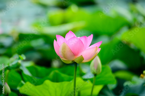 Delicate vivid pink and white water lily flowers  Nymphaeaceae  in full bloom and green leaves on a water surface in a summer garden  beautiful outdoor floral background photographed with soft focus.