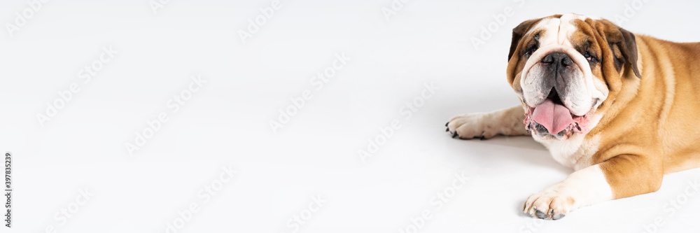 An English Bulldog is lying with its mouth open on a white background. The English Bulldog is a purebred dog with a pedigree. The breed of dog belongs to the moloss group. Panoramic frame.