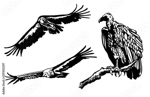 Grapical set of birds isolated on white background, vector falcons .