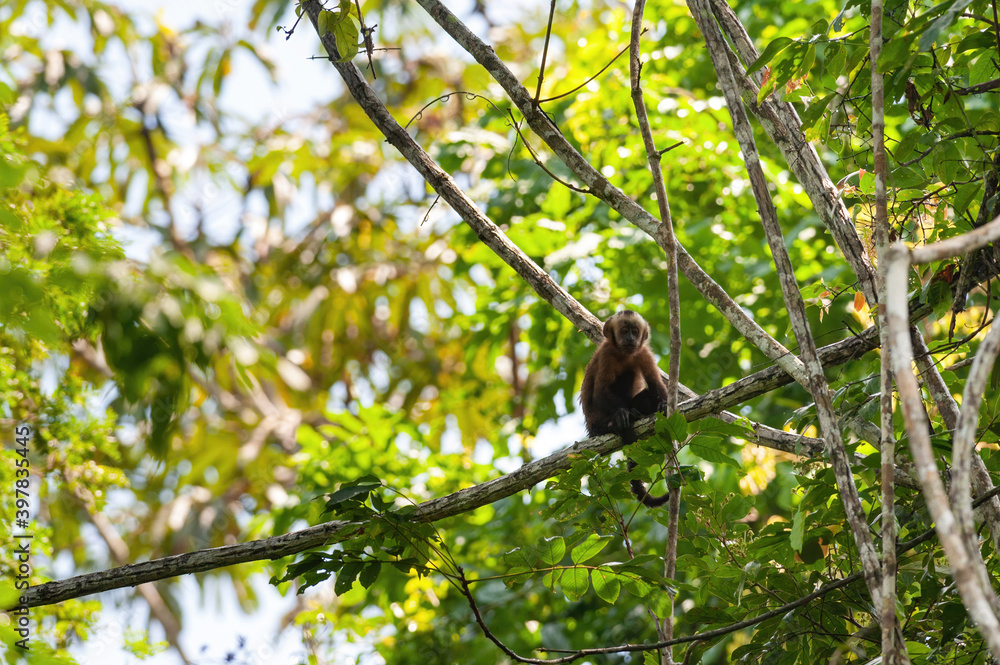 Tufted capuchin - Sapajus apella in Tambopata National Reserve, Peru