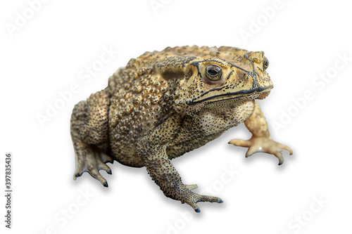 Close-up of skin of toad close up