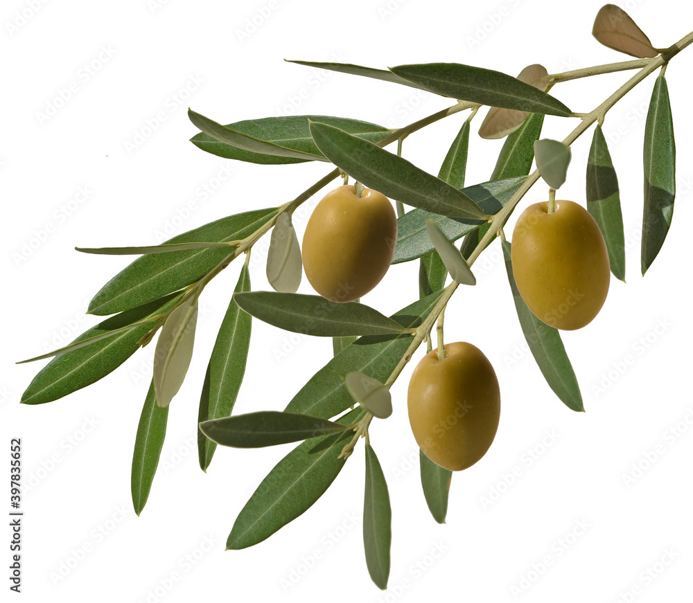 olive branch with three green olives