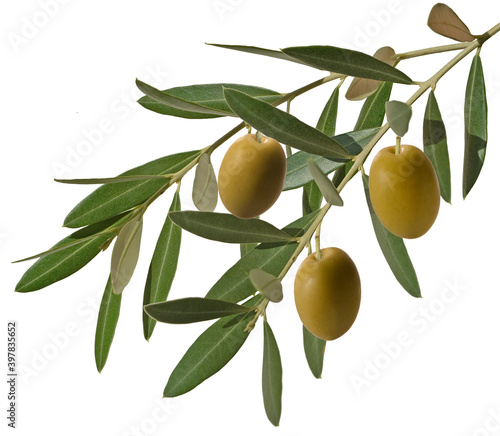 olive branch with three green olives