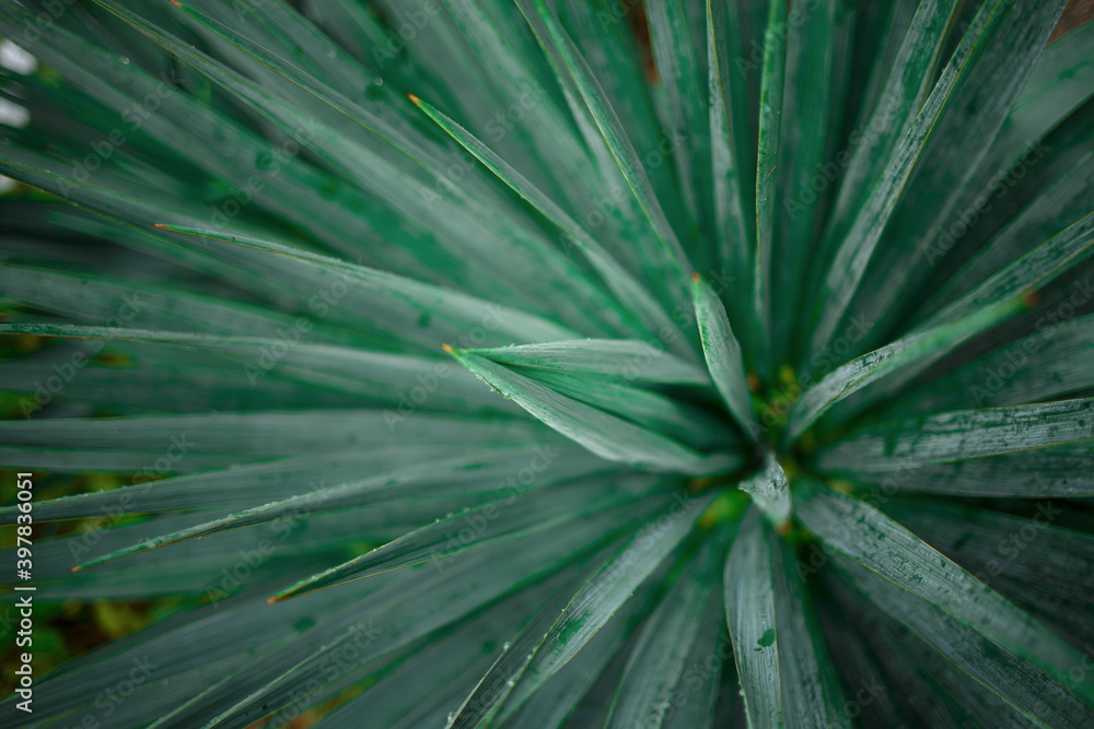 Fototapeta premium close-up of palm leaves. great background for design