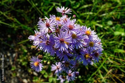 Many small vivid blue flowers of Aster amellus plant  known as the European Michaelmas daisy  in a garden in a sunny autumn day  beautiful outdoor floral background photographed with soft focus.