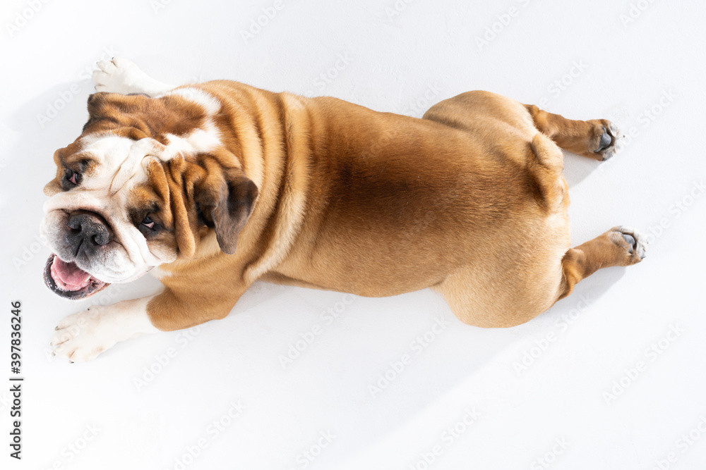 Obraz premium Top view as dog lies against white background. The English Bulldog is a purebred dog with a pedigree. The breed of dog belongs to the moloss group.