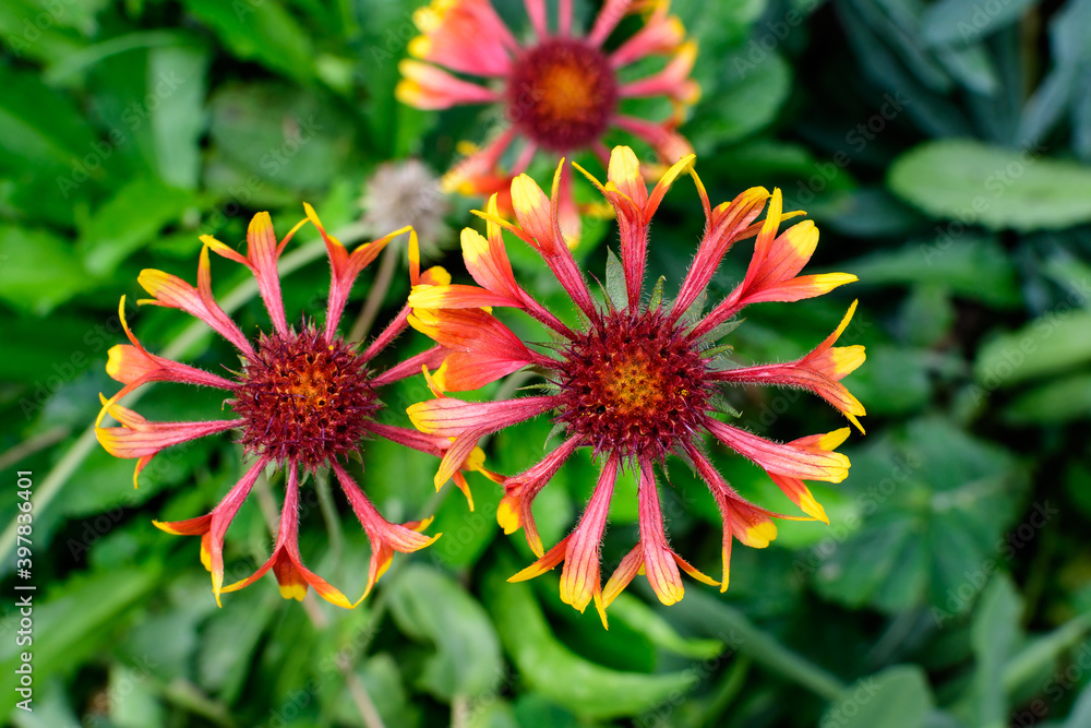 Many vivid yellow and red Gaillardia flower, common known as blanket flower, and blurred green leaves in soft focus, in a garden in a sunny summer day, beautiful outdoor floral background. Many vivid yellow and red Gaillardia flower, common known as blanket flower, and blurred green leaves in soft focus, in a garden in a sunny summer day, beautiful outdoor floral background.