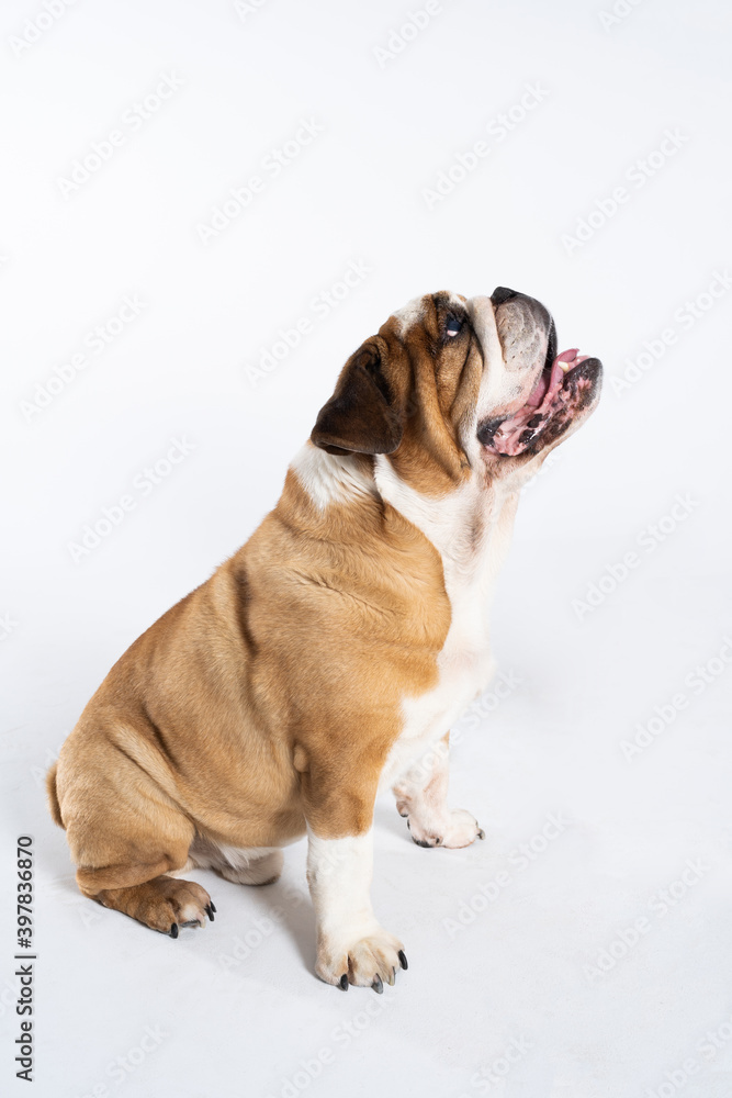 An English Bulldog is sitting with its mouth open and is isolated on white. The English Bulldog is a purebred dog with a pedigree. The breed of dog belongs to the moloss group.