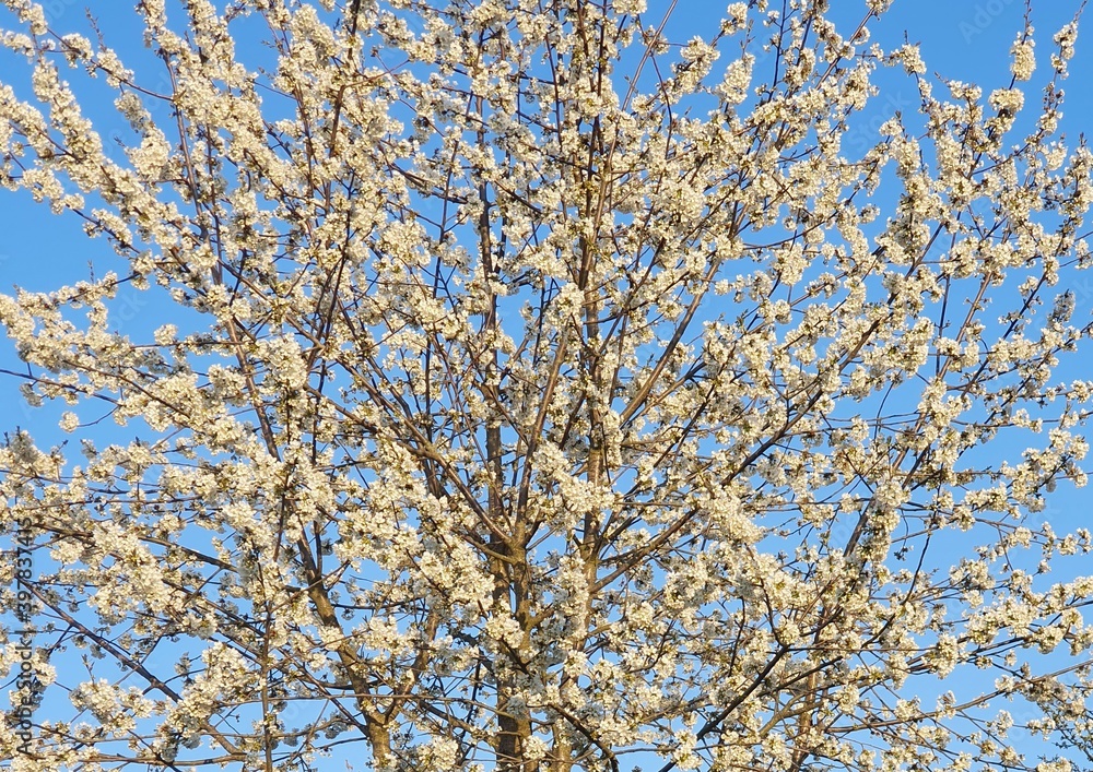 Blossoming cherry tree illuminated by the golden late afternoon sun, on the background of blue sky