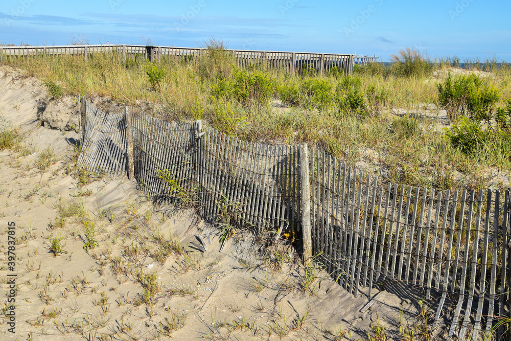 Sand dune hill with tall green grass and a wood slat wind fence Sand dune hill with tall green grass and a wood slat wind fence