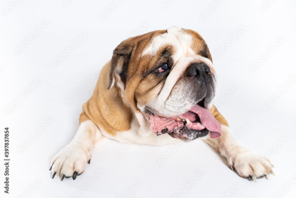An English Bulldog is lying with its mouth open on a white background. The English Bulldog is a purebred dog with a pedigree. The breed of dog belongs to the moloss group.