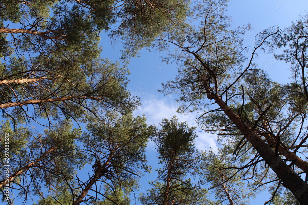 trees in the sky trees in the sky